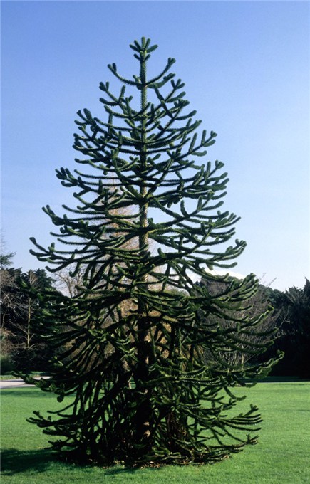 monkey puzzle tree